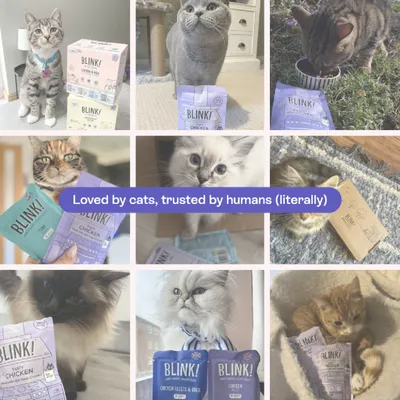 Blink! Cat food packs featuring various cats. Text: Loved by cats, trusted by humans (literally). Blink! Cat food packs featuring various cats. Text: Loved by cats, trusted by humans (literally).