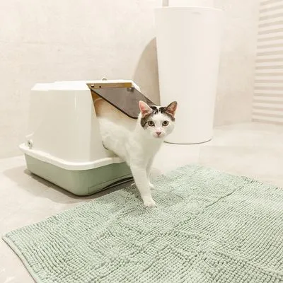 Mačka vychádza z uzavretého mačacieho WC s výklopnými dvierkami, pred toaletou je zelená podložka na zachytávanie steliva.