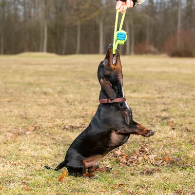Kutya zöld köteles játékkal és kék labdával játszik a szabadban. A játékot egy kéz tartja.