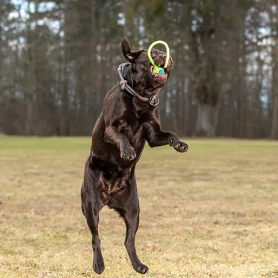 Kutya a levegőbe ugrik, zöld labdás játékot tart a szájában, alkalmas aktív szabadtéri játékhoz.