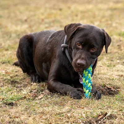 Barna kutya zöld és kék fonott játékot használ a réten.