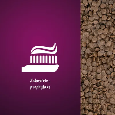 Symbol einer Zahnbürste mit Text 'Zahnsteinprophylaxe' neben einer Nahaufnahme von braunen Kroketten.