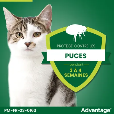 Protège contre les puces pendant 3 à 4 semaines. Advantage. PM-FR-23-0163.