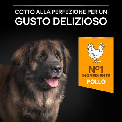 Cotto alla perfezione per un gusto delizioso. N°1 ingrediente pollo. Immagine di un cane grande a pelo lungo su sfondo nero.