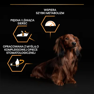 Pies z tekstem: piękna i lśniąca sierść, wspiera szybki metabolizm, opracowana z myślą o kompleksowej opiece stomatologicznej. Ikony sierści, metabolizmu i zęba.