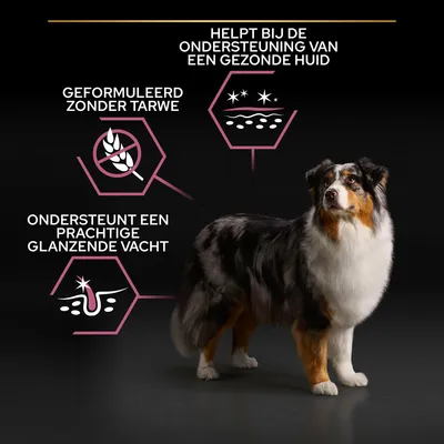 Tekst: Geformuleerd zonder tarwe, helpt bij de ondersteuning van een gezonde huid, ondersteunt een prachtige glanzende vacht. Afbeelding van een hond naast drie icoontjes.