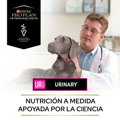Purina Pro Plan Veterinary Diets, solución veterinaria clínica. UR ST/OX Urinary. Nutrición a medida apoyada por la ciencia. Perro junto a persona con bata blanca.