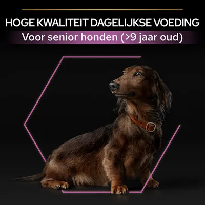 HOGE KWALITEIT DAGELIJKSE VOEDING. Voor senior honden (>9 jaar oud). Afbeelding van een bruine teckel met halsband op zwarte achtergrond.