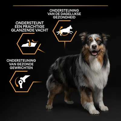 Hond met drie tekstballonnen: ondersteuning van de dagelijkse gezondheid, ondersteunt een prachtige glanzende vacht, ondersteuning van gezonde gewrichten.