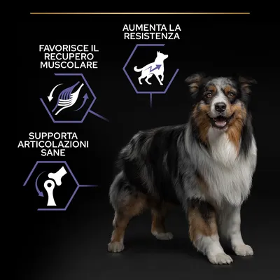 Favorisce il recupero muscolare, supporta articolazioni sane, aumenta la resistenza. Tre icone con testo vicino a un cane di taglia media a pelo lungo.