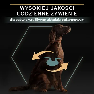 Wysokiej jakości codzienne żywienie dla psów o wrażliwym układzie pokarmowym – tekst na tle siedzącego psa z graficznym symbolem żołądka i strzałkami.