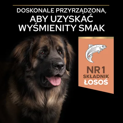 Doskonałe przyrządzona, aby uzyskać wyśmienity smak. NR 1 składnik łosoś.