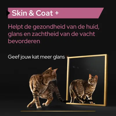 Skin & Coat +. Helpt de gezondheid van de huid, glans en zachtheid van de vacht bevorderen. Geef jouw kat meer glans. Afbeelding van een kat voor een spiegel.