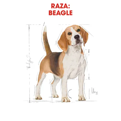 Ilustración de perro con texto visible: RAZA: BEAGLE. Se muestran líneas de medidas alrededor del cuerpo del animal.