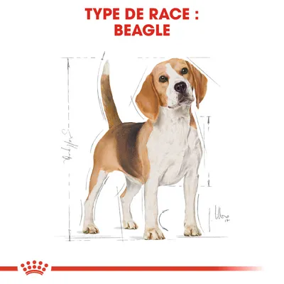 Illustration d’un chien avec texte en haut : TYPE DE RACE : BEAGLE. Schéma de proportions corporelles visibles autour du chien.