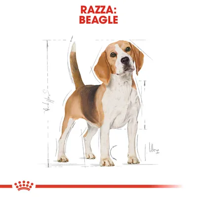 Illustrazione di un cane con testo in alto: RAZZA: BEAGLE. Linee e misure stilizzate attorno al corpo del cane.