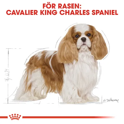 För rasen: Cavalier King Charles Spaniel. Illustration av en brun och vit hund med lång päls, text i rött ovanför bilden.