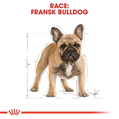 Race: Fransk Bulldog. Illustration af en fransk bulldog med skitserede målelinjer omkring kroppen.
