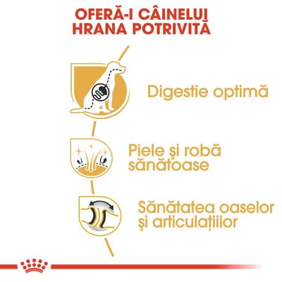 OFERĂ-I CÂINELUI HRANA POTRIVITĂ. Digestie optimă. Piele și robă sănătoase. Sănătatea oaselor și articulațiilor.