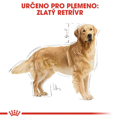 Text: URČENO PRO PLEMENO: ZLATÝ RETRÍVR. Ilustrace psa zlatého retrívra s náčrtky proporcí těla.