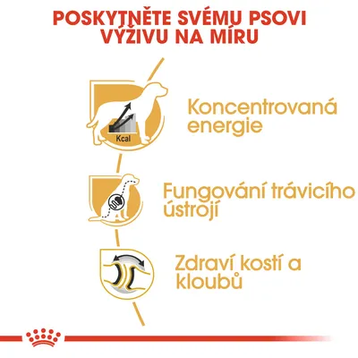 Poskytněte svému psovi výživu na míru: Koncentrovaná energie, Fungování trávicího ústrojí, Zdraví kostí a kloubů. Grafika psa a symboly.