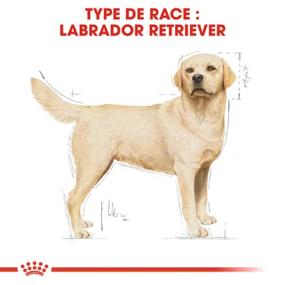 Illustration d’un chien avec texte en haut : TYPE DE RACE : LABRADOR RETRIEVER. Schéma de proportions du corps visible.