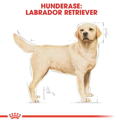 Royal Canin Labrador Retriever Adult