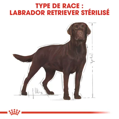 Type de race : Labrador Retriever stérilisé, illustration d’un chien avec indication de la hauteur au garrot. Texte en haut en rouge.