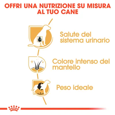 Offri una nutrizione su misura al tuo cane: salute del sistema urinario, colore intenso del mantello, peso ideale.