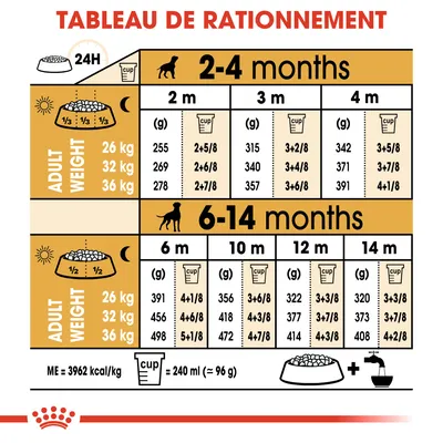 Tableau de rationnement pour chiots selon âge (2–14 mois) et poids adulte (26, 32, 36 kg), quantités en grammes et tasses par repas. 1 tasse = 240 ml (≈96 g). ME = 3962 kcal/kg.