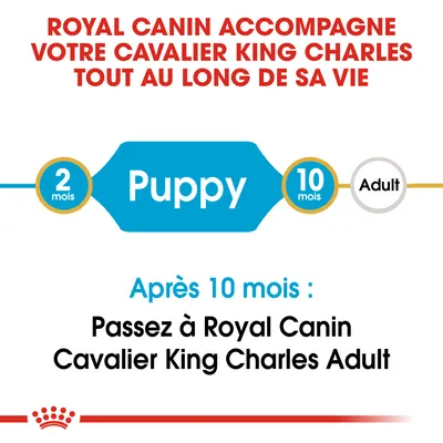 Royal Canin accompagne votre Cavalier King Charles tout au long de sa vie. Puppy 2–10 mois, puis passer à Royal Canin Cavalier King Charles Adult après 10 mois.