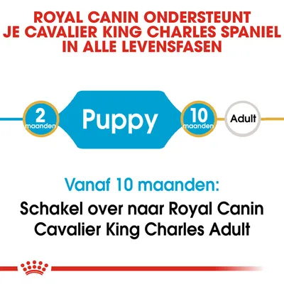 Royal Canin ondersteunt Cavalier King Charles Spaniel in alle levensfasen. Vanaf 10 maanden: schakel over naar Royal Canin Cavalier King Charles Adult.
