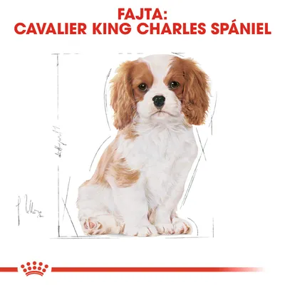 Fajta: Cavalier King Charles spániel – barna-fehér kölyökkutya illusztrációja, piros szöveggel a kép tetején.