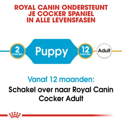 Royal Canin ondersteunt je Cocker Spaniel in alle levensfasen. Puppy: 2–12 maanden. Vanaf 12 maanden: schakel over naar Royal Canin Cocker Adult.