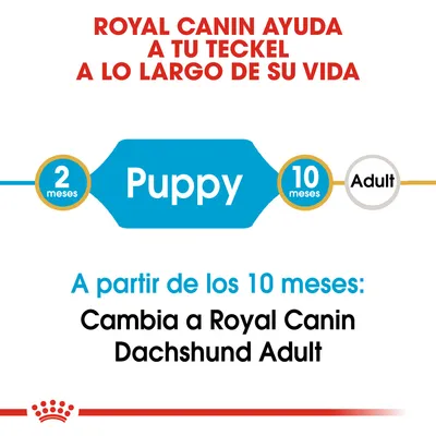Royal Canin ayuda a tu teckel a lo largo de su vida. Puppy: 2 meses–10 meses. A partir de los 10 meses, cambia a Royal Canin Dachshund Adult.