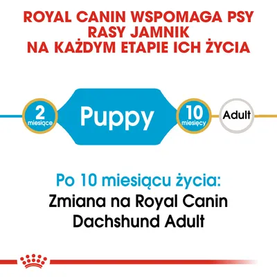 Royal Canin wspomaga psy rasy jamnik na każdym etapie życia. Puppy 2–10 miesięcy, po 10 miesiącu zmiana na Royal Canin Dachshund Adult.