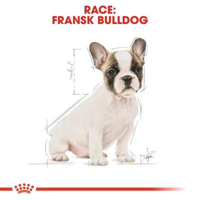 Race: Fransk Bulldog. Illustration af en fransk bulldog-hvalp med skitserede størrelseslinjer omkring kroppen.