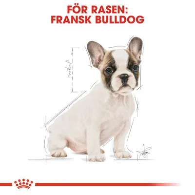 Text: FÖR RASEN: FRANSK BULLDOG. Illustration av en fransk bulldog-valp med skissade måttlinjer runt kroppen.