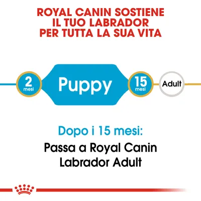 ROYAL CANIN SOSTIENE IL TUO LABRADOR PER TUTTA LA SUA VITA. Puppy da 2 a 15 mesi, poi passa a Royal Canin Labrador Adult dopo i 15 mesi.