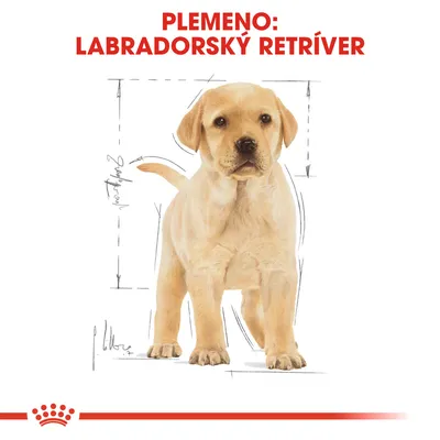 Text: Plemeno: Labradorský retríver. Ilustrácia psa s vyznačenými rozmermi tela, červený pásik a korunka Royal Canin v spodnej časti.
