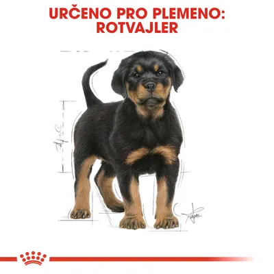 Ilustrace štěněte s textem: URČENO PRO PLEMENO: ROTVAJLER