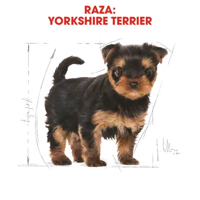 Ilustración de cachorro Yorkshire Terrier con texto visible: RAZA: YORKSHIRE TERRIER.