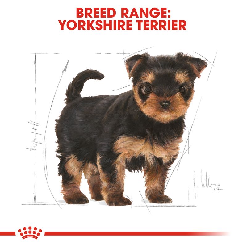 Royal Canin Yorkshire Terrier Puppy