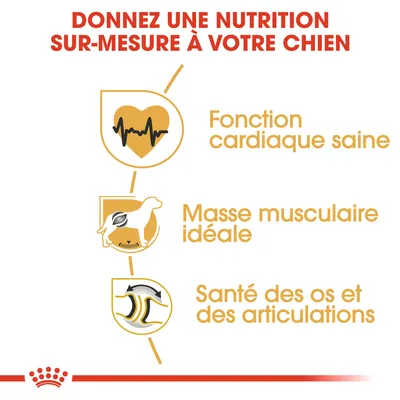 Donnez une nutrition sur-mesure à votre chien : fonction cardiaque saine, masse musculaire idéale, santé des os et des articulations.