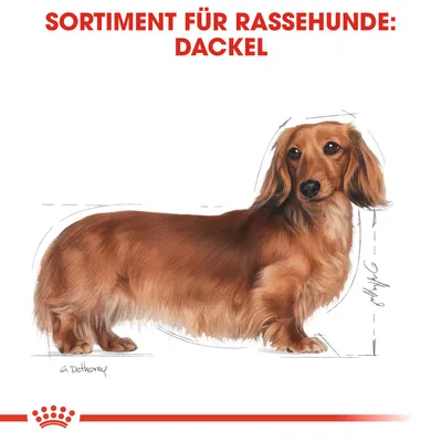 Sortiment für Rassehunde: Dackel. Illustration eines Dackels mit rotem Fell und Körperproportionen.
