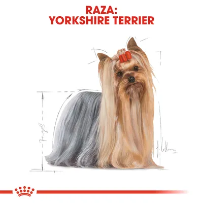 Texto visible: Raza: Yorkshire Terrier. Ilustración de un perro Yorkshire Terrier con lazo rojo en el pelo, acompañado de líneas de medidas alrededor.