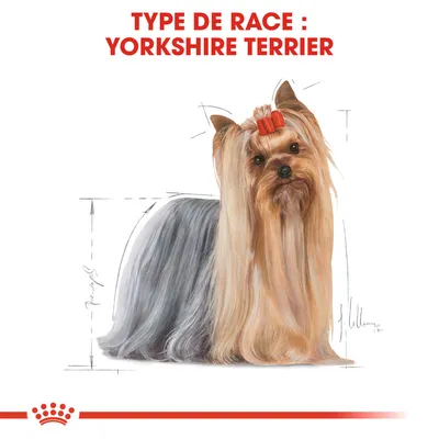 Type de race : Yorkshire Terrier, illustration d’un chien Yorkshire Terrier à poil long avec un nœud rouge sur la tête. Texte en haut de l’image.