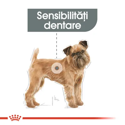 Text vizibil: Sensibilități dentare, imagine cu un câine de talie mică. Informație despre sensibilitatea dentară la câini.
