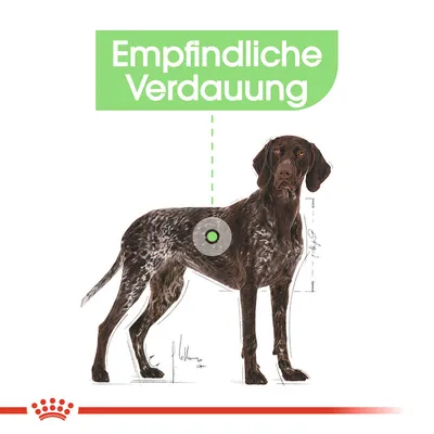 Illustration eines Hundes mit Fokus auf den Verdauungsbereich. Text: Empfindliche Verdauung.