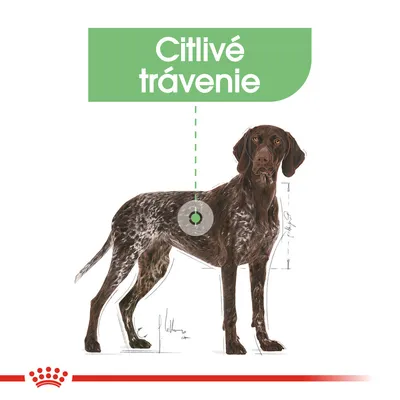 Citlivé trávenie – text zvýraznený nad ilustráciou psa, s grafickým zameraním na oblasť brucha.